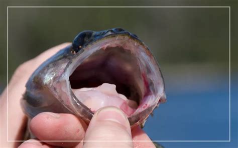 fish tounge|Fish Tongues .